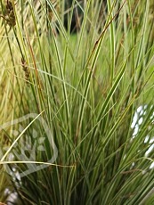 Carex brunnea ´Jubilo´