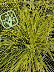 Festuca Amethystina ´Superba´