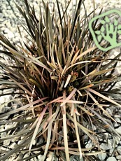 Carex berggrenii