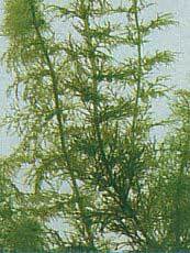 Urticularia vulgaris