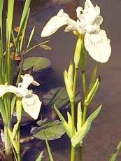 Iris pseudacorus ´Alba´