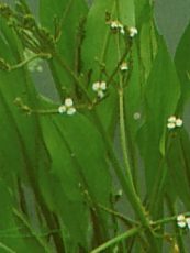 Alisma plantago-aquatica 